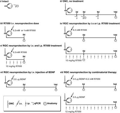 Systemic and Intravitreal Antagonism of the TNFR1 Signaling Pathway Delays Axotomy-Induced Retinal Ganglion Cell Loss